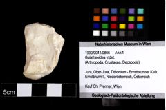 Foto (Objket + Etiketten) von Galatheoidea indet. 